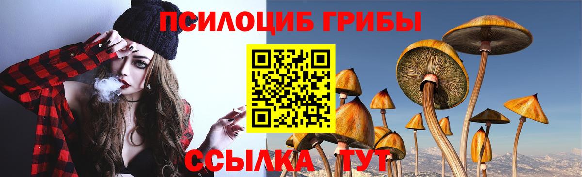 Псилоцибиновые грибы Cubensis  Вход с VPN  Гатчина 